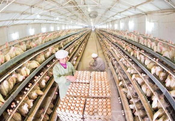 養(yǎng)殖加溫設備